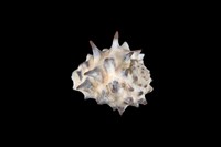 藏品(黃齒岩螺)的圖片